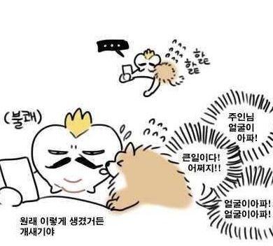 개가사람얼굴을핥는 이유.jpg