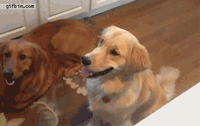 개혼란.gif