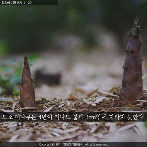 [스압]당신은 지금 성장하지 않는 것이 아니다