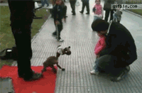 실감 넘치는 개 연기.gif
