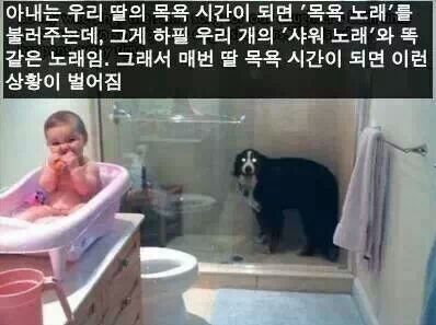 개를 사랑할 수밖에 없는 이유
