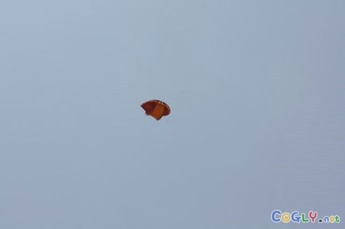 학계에 새로 보고된 나방.jpg