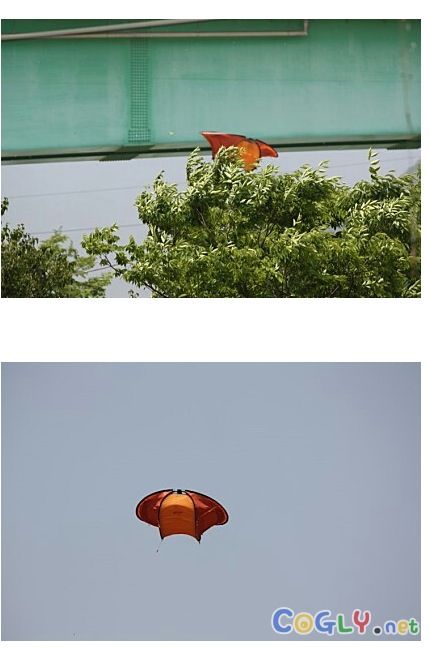 학계에 새로 보고된 나방.jpg