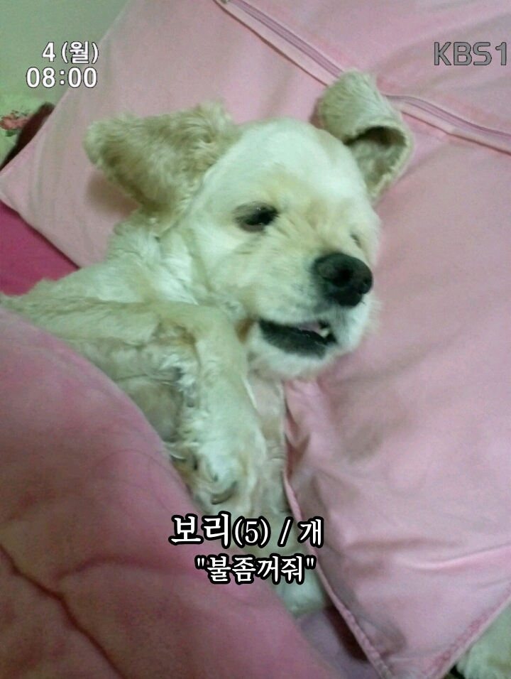 야 일로와바 - 고급유머 야 일로와바