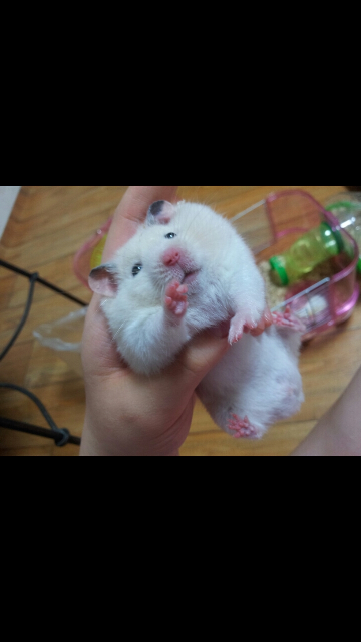 까불쥐마아아아