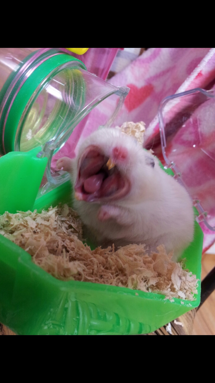 까불쥐마아아아