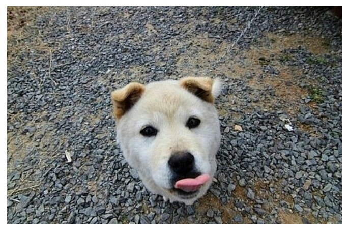 개짤