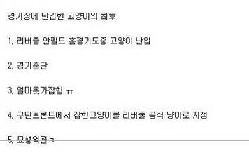 경기장에 난입한 길고양이의 최후.jp