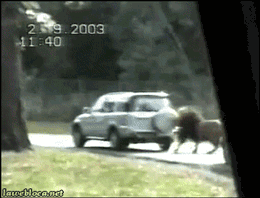 여보! 먹잇감 가져왔어.gif