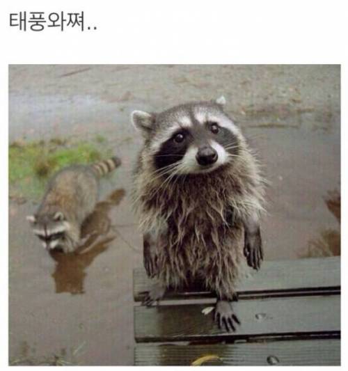 이번 너구리가 오는 이유