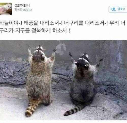 이번 너구리가 오는 이유