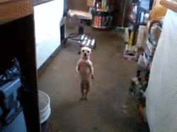 현란한 개스텝.gif