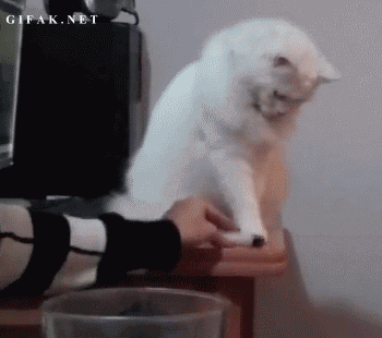 여기다 물건 좀 올리지마냥.gif