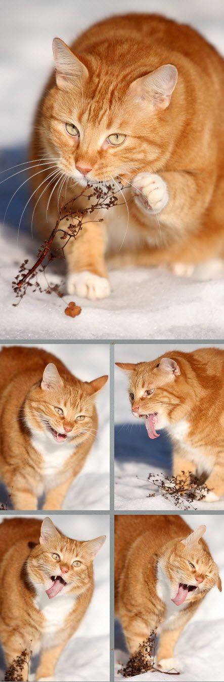 나! 고양이! 먹는다! 먹을거다!