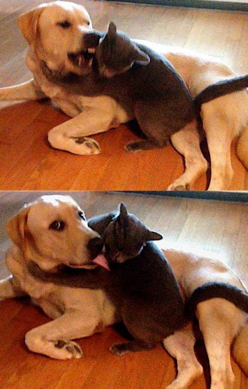 주인이 안볼때와 볼때