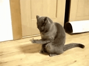 나비가 앉았는데 어떻게하냥.gif