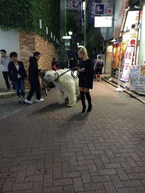 애완동물 산책시키는 금발언니