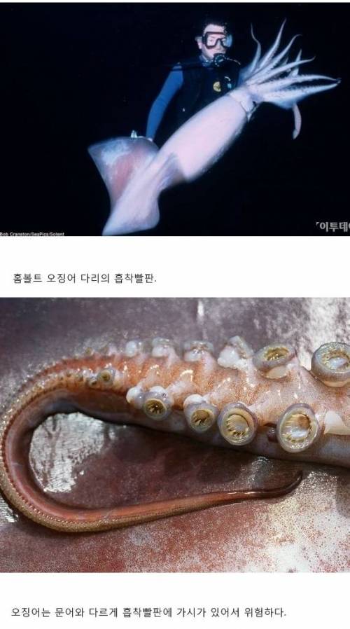멕시코 홈볼트오징어의 위엄.jpg