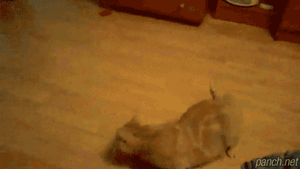 지나가려 거든 나를 밟고 가라냥.gif
