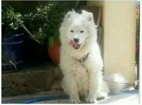 해병대 갔다온 강아지
