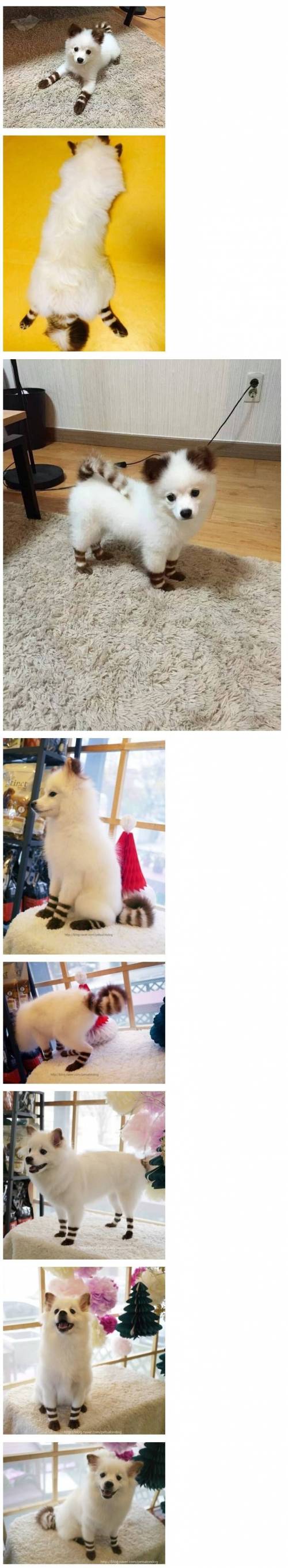 요즘 강아지 염색.jpg
