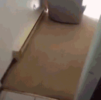 1초만에 멍멍이 호출하는 방법.gif