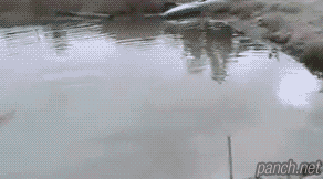 주인 구하는 강아지.gif