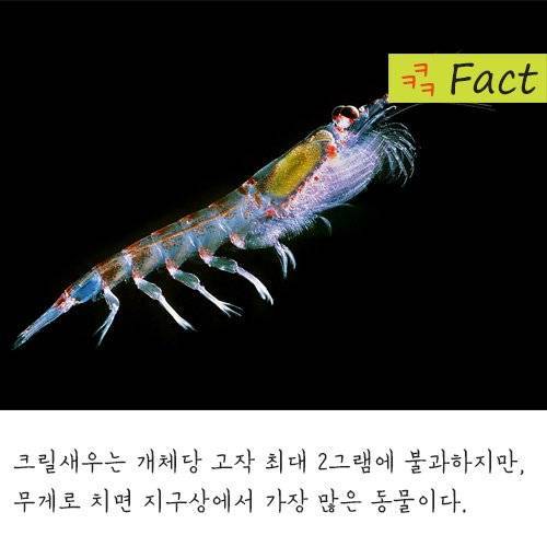 뭔가 신기한 사실