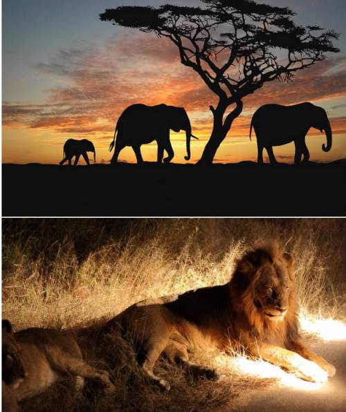 아프리카의 밤.jpg