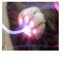 고양이 + 플라즈마볼