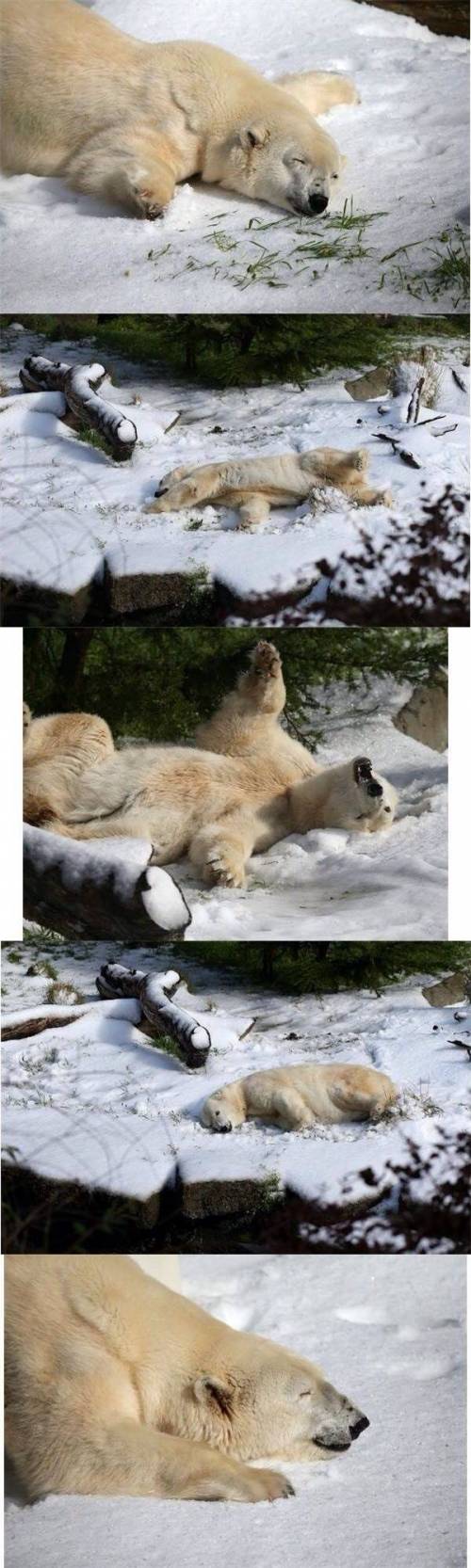 생일선물 받은 북극곰