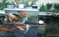 수면 위 어항.gif