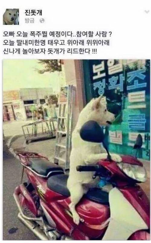 페북하는 진돗개 근황