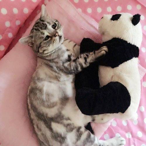 세상에서 가장 불쌍한 고양이