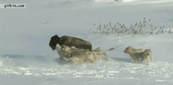 내가 살기위해선 어쩔수없어.gif