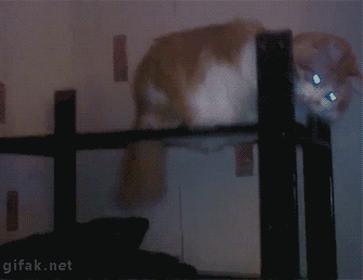 마이클 잭냥.gif