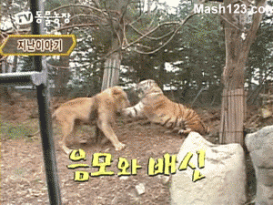 젊은 숫사자의 순발력.gif