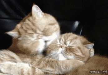 애청표현이 터프한 냥이 .gif