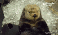 얼음 먹는 해달.gif