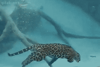 재규어 우아한 잠수능력.gif