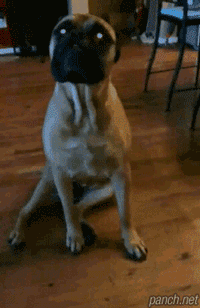 제가 아니고 저눔이.gif