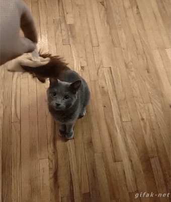 비켜 내꺼다.gif