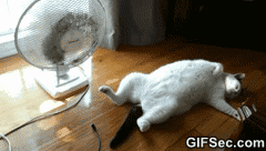 덥다냥~.gif