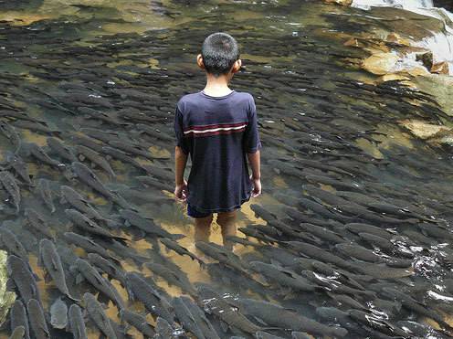물반... 고기반.jpg