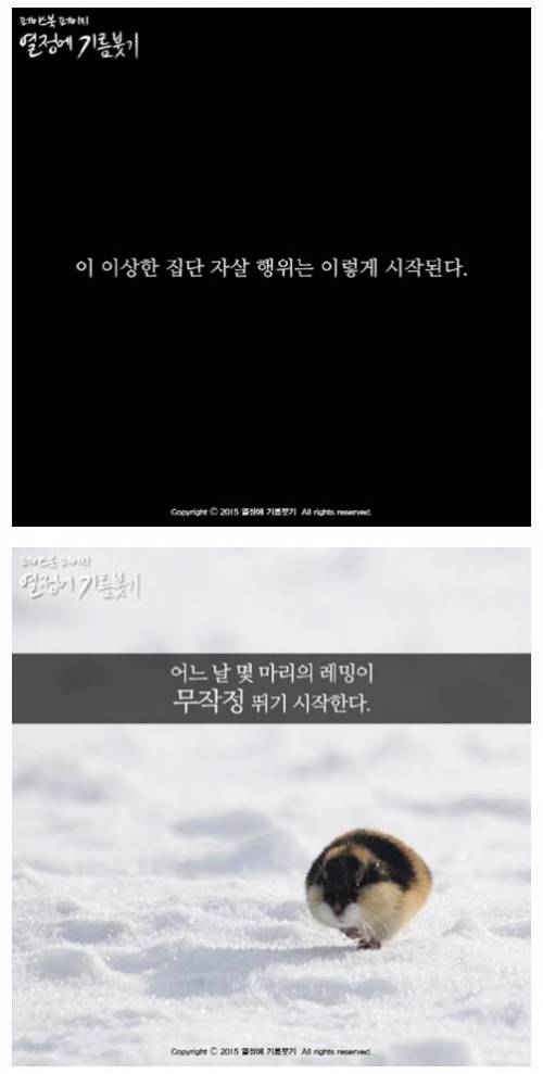 레밍효과.jpg