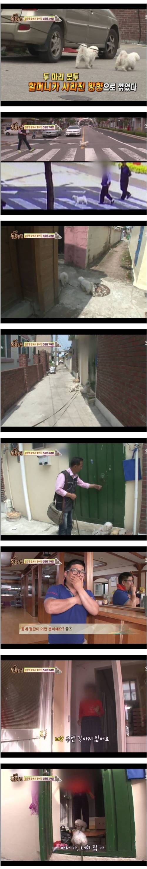 애완견 고려장.jpg