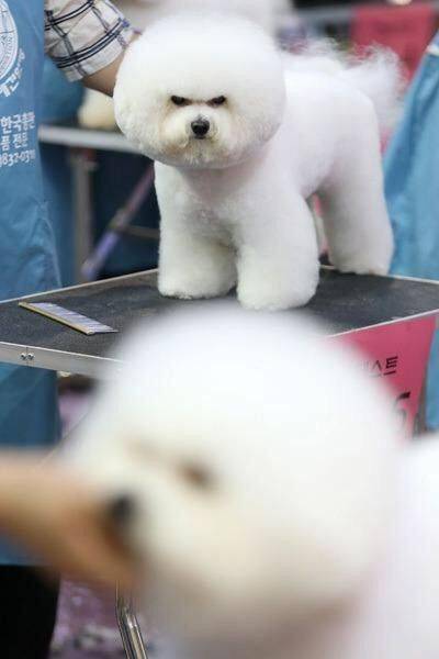 저 개뇬보다 이쁘게 해주세요.jpg
