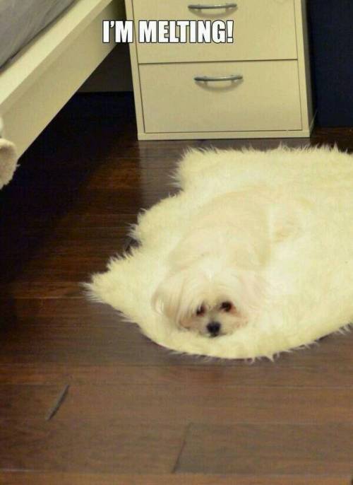 녹아버린 강아지.jpg