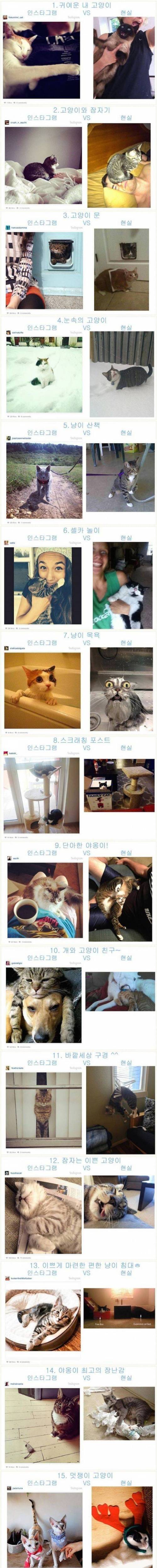 고양이 집사의 이상과 현실