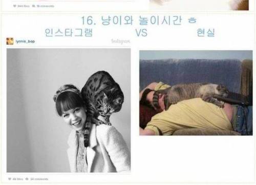 고양이 집사의 이상과 현실